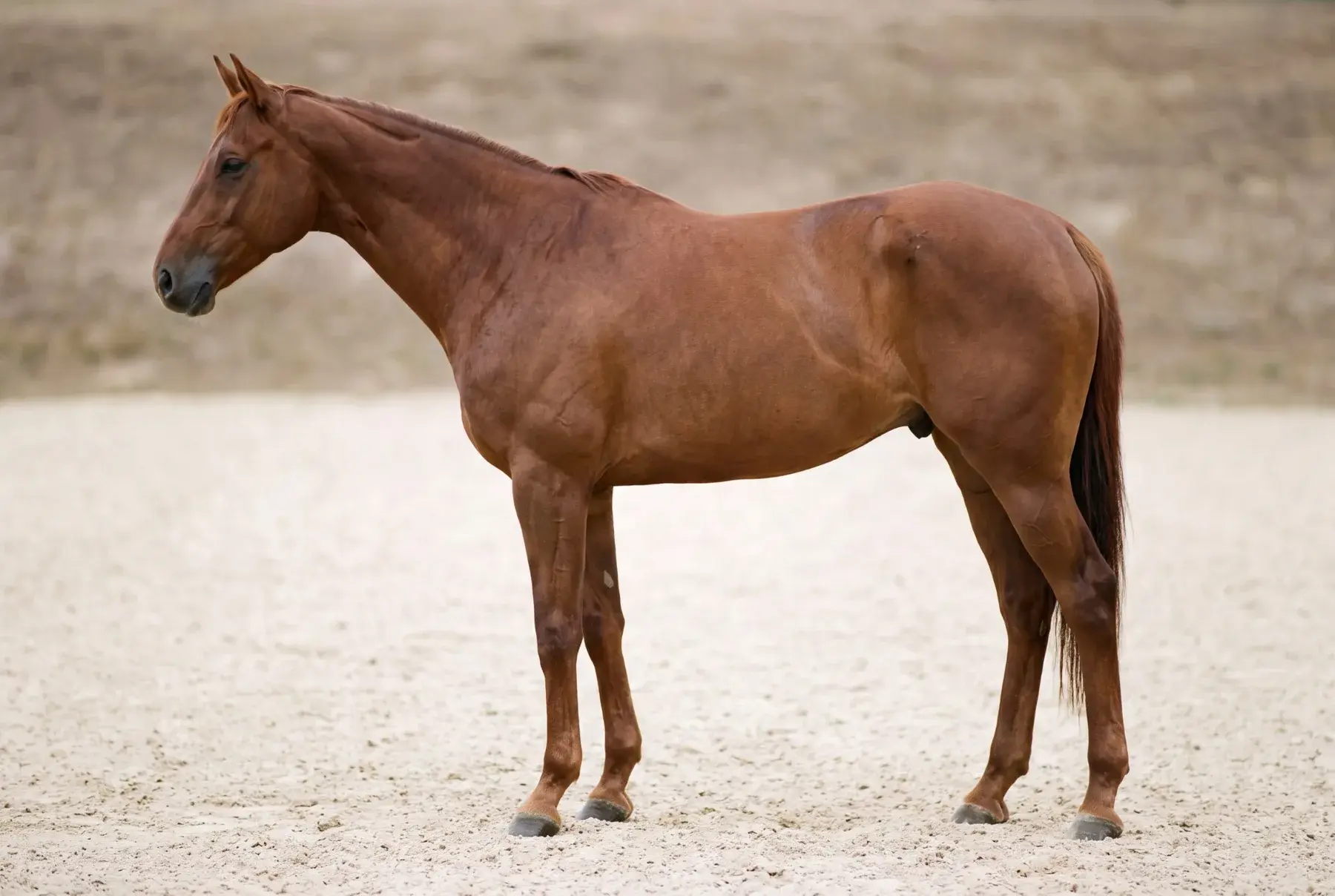 Een vos paard in zijaanzicht, staand op een zandbodem; de onderdelen zijn met punten aan te wijzen.